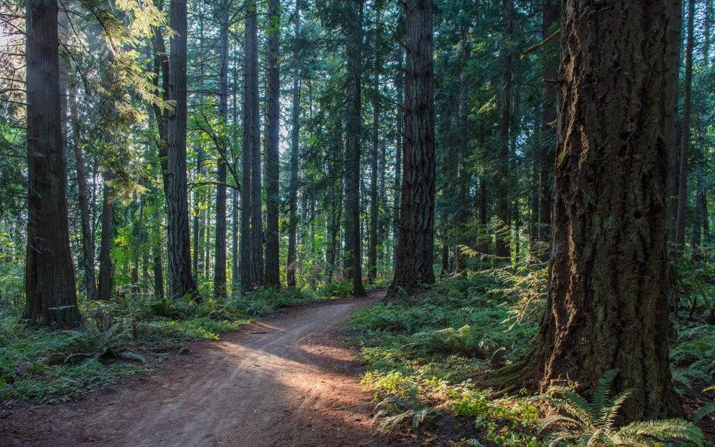 Gravel trail leads through a grove of Douglas Fir trees, with streaks of afternoon sun shining through.